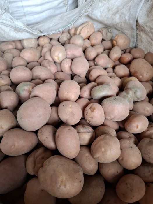 Ziemniaki paszowe odpadowe drobne 0.10gr