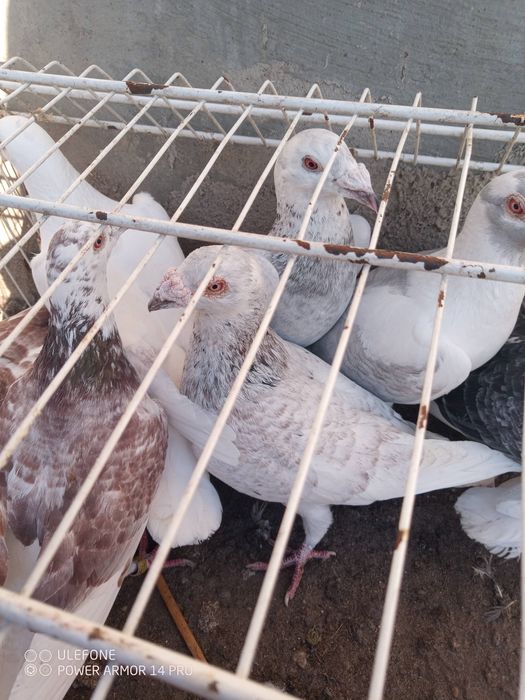 Gołębie staropolskie  tęgie