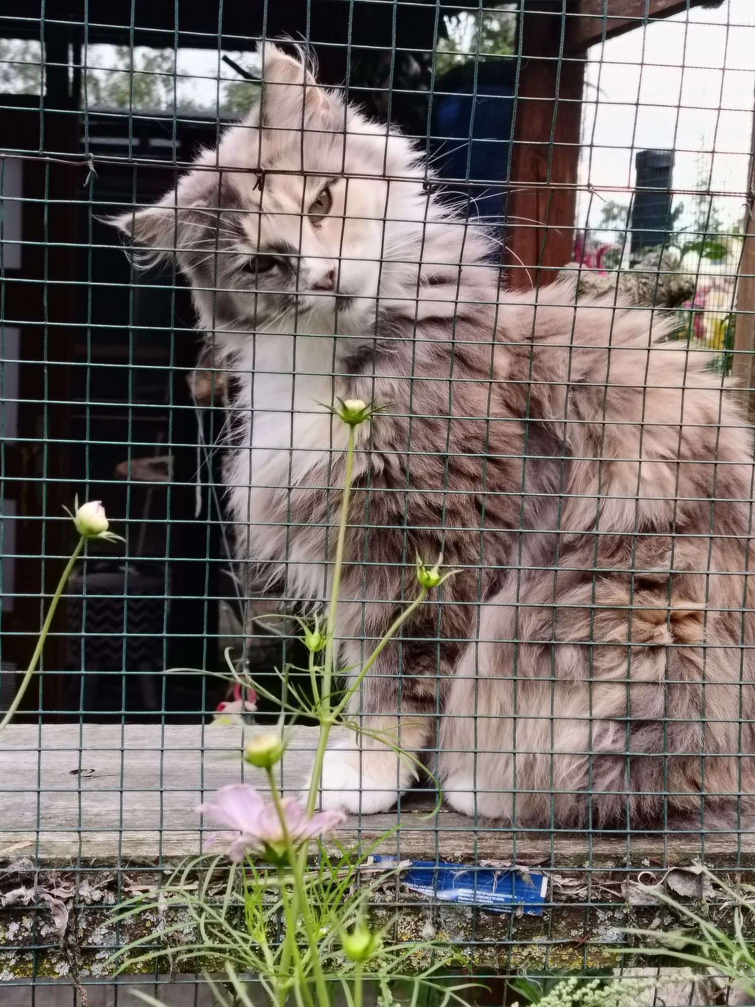 Kotka Maine Coon.