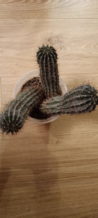 Продам кактус три шт