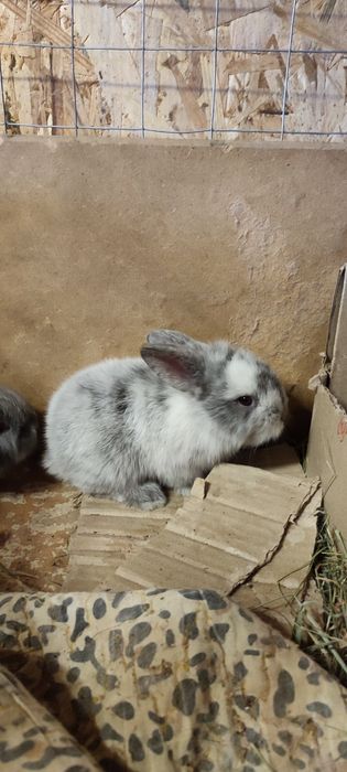 Львиноголовые и баранчик крольчата