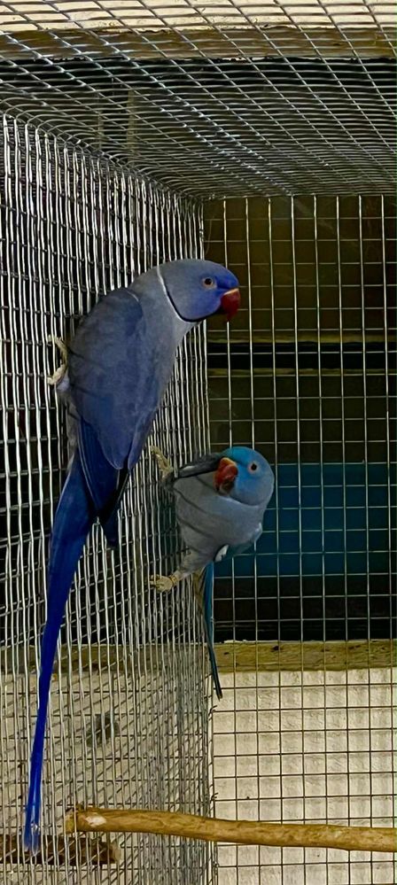Lote ring neck reprodutores