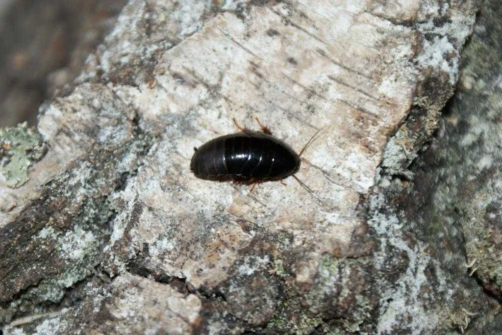 Karaczany (Pycnoscelus Nigra) 10 sztuk