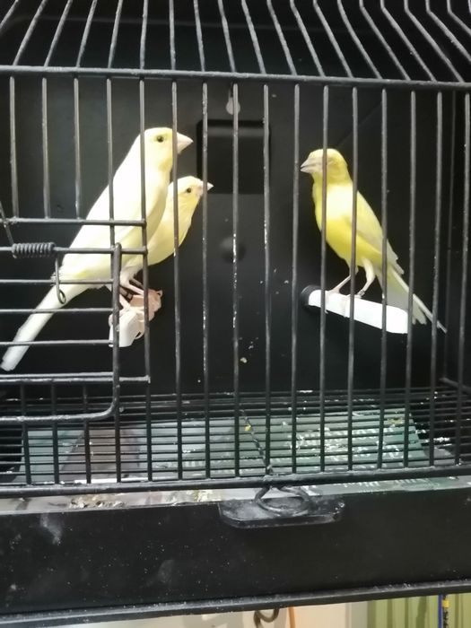 Canários timbrados espanhol