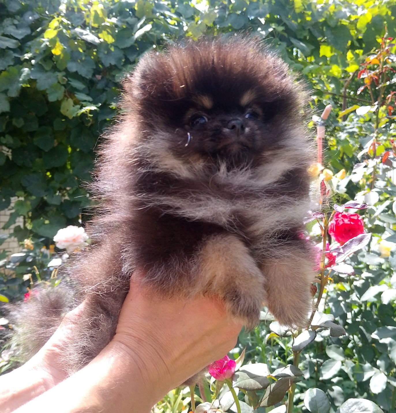 Померанский шпиц. Микро девочка