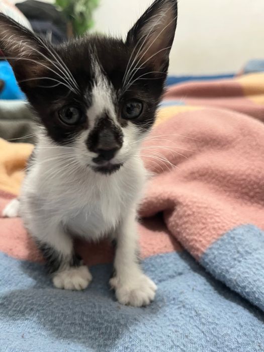 Gatinho adoção responsável