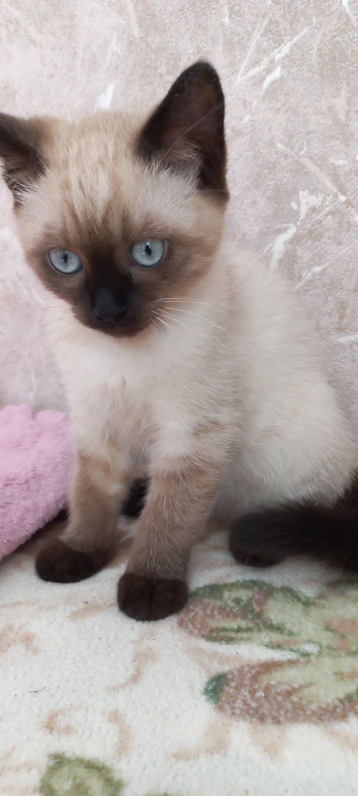 Сіамські котики. Хлопчики.