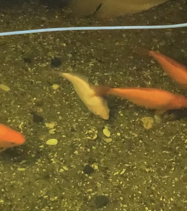 Peixes de agua fria para lagos