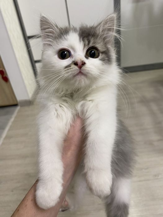 Віддам котеня безкоштовно, вік 2 місяці, без бліх - домашній