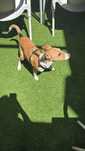 Cachorrinho 6 meses - para adopção