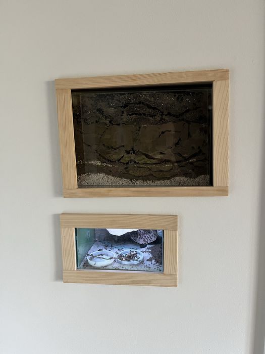 Formikarium z mrówkami nicobarensis