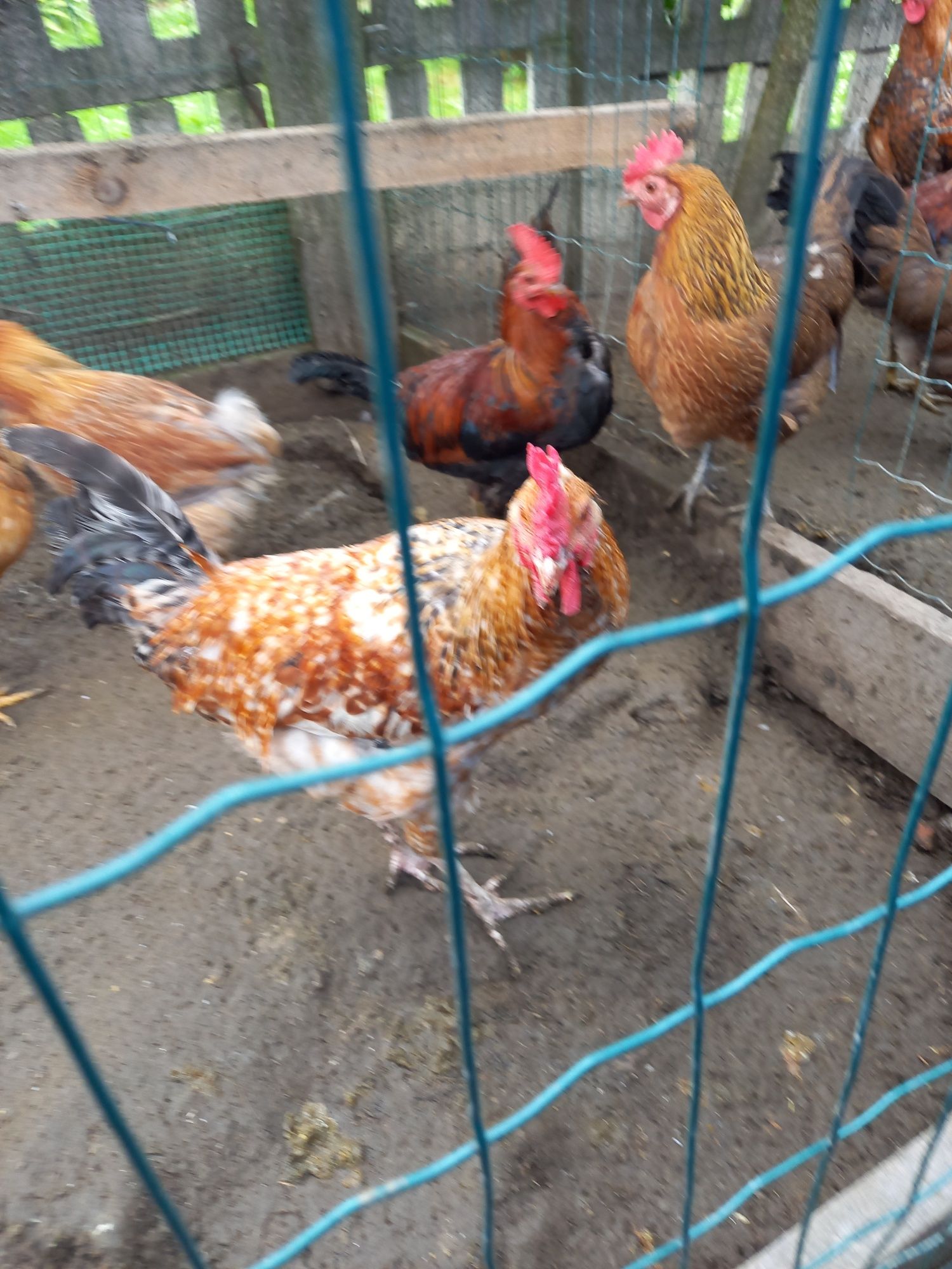 Kogut ,koguty mix kogut zielononóżka