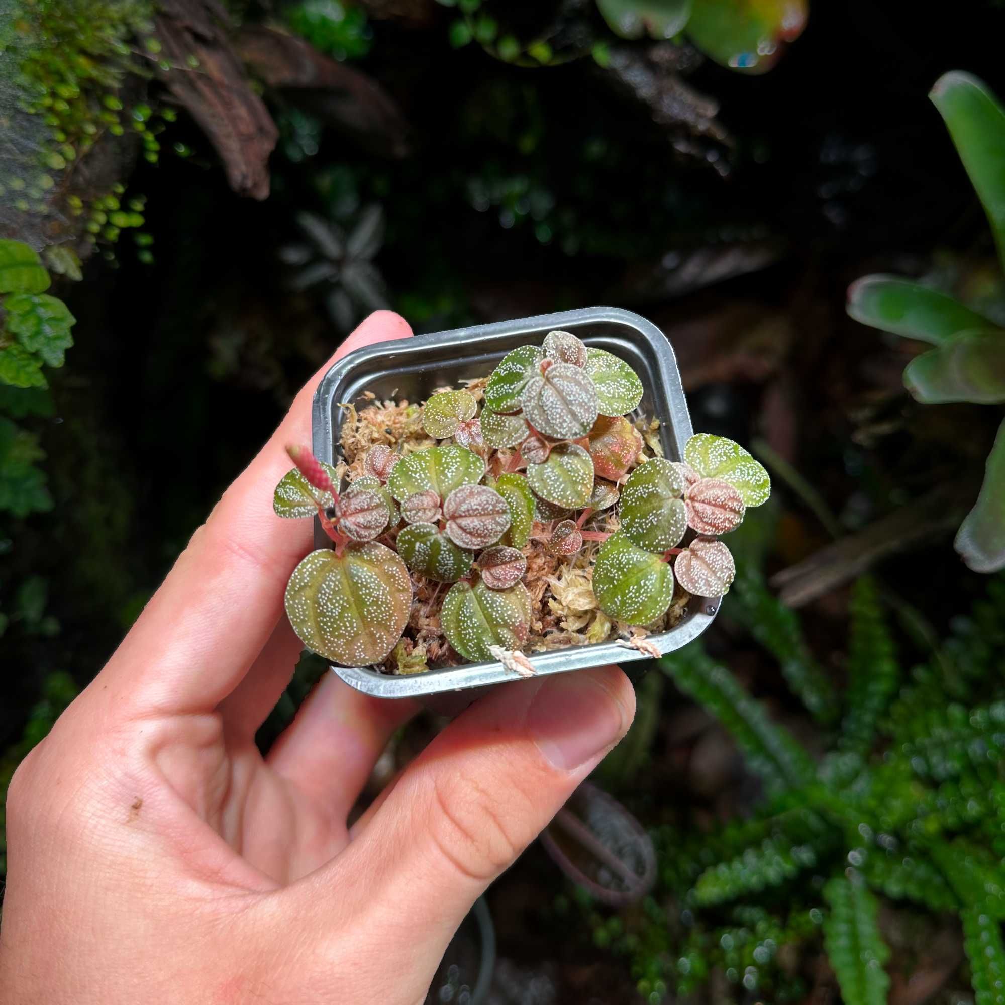 Peperomia antoniana Roślina do terarrium paludarium
