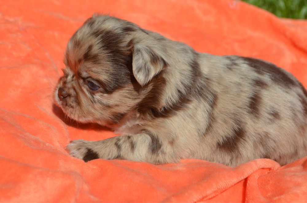 Chihuahua macho pelo comprido