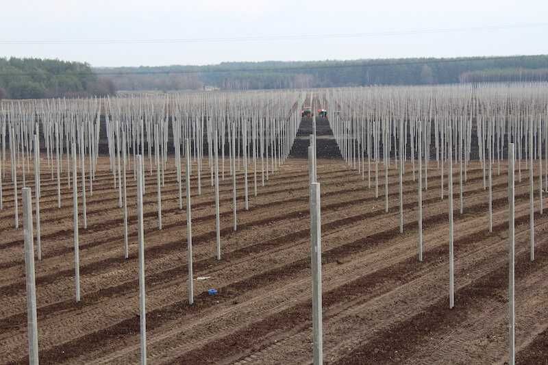 Słupki betonowe ogrodzeniowe do siatki  paneli i sadownicze Producent