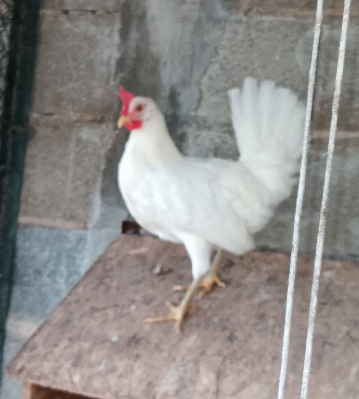 Ovos e pintos leghorn