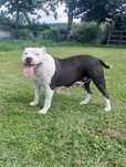 Szczeniak  American Staffordsihre Terrier