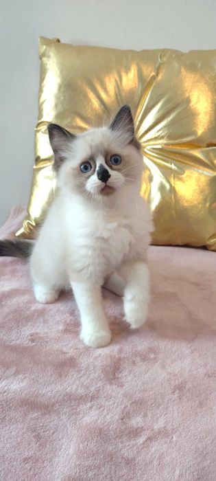 Maluszek  Ragdoll z sierpnia  < 3 rodowód FPL
