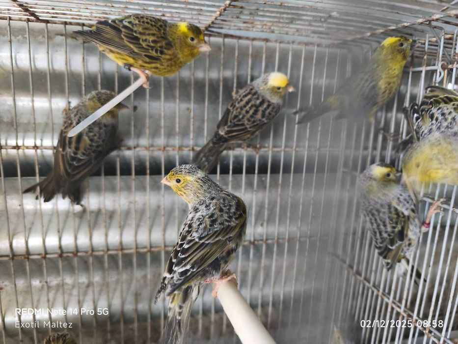 Canarios Lizard Entregas qualquer zona do pais