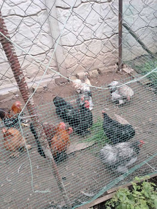 Кохинхин карликовый