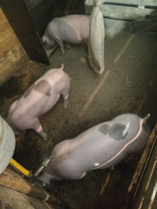Кормушка бункер для свиней 1 сторонняя, 2 сторонняя, разной длины