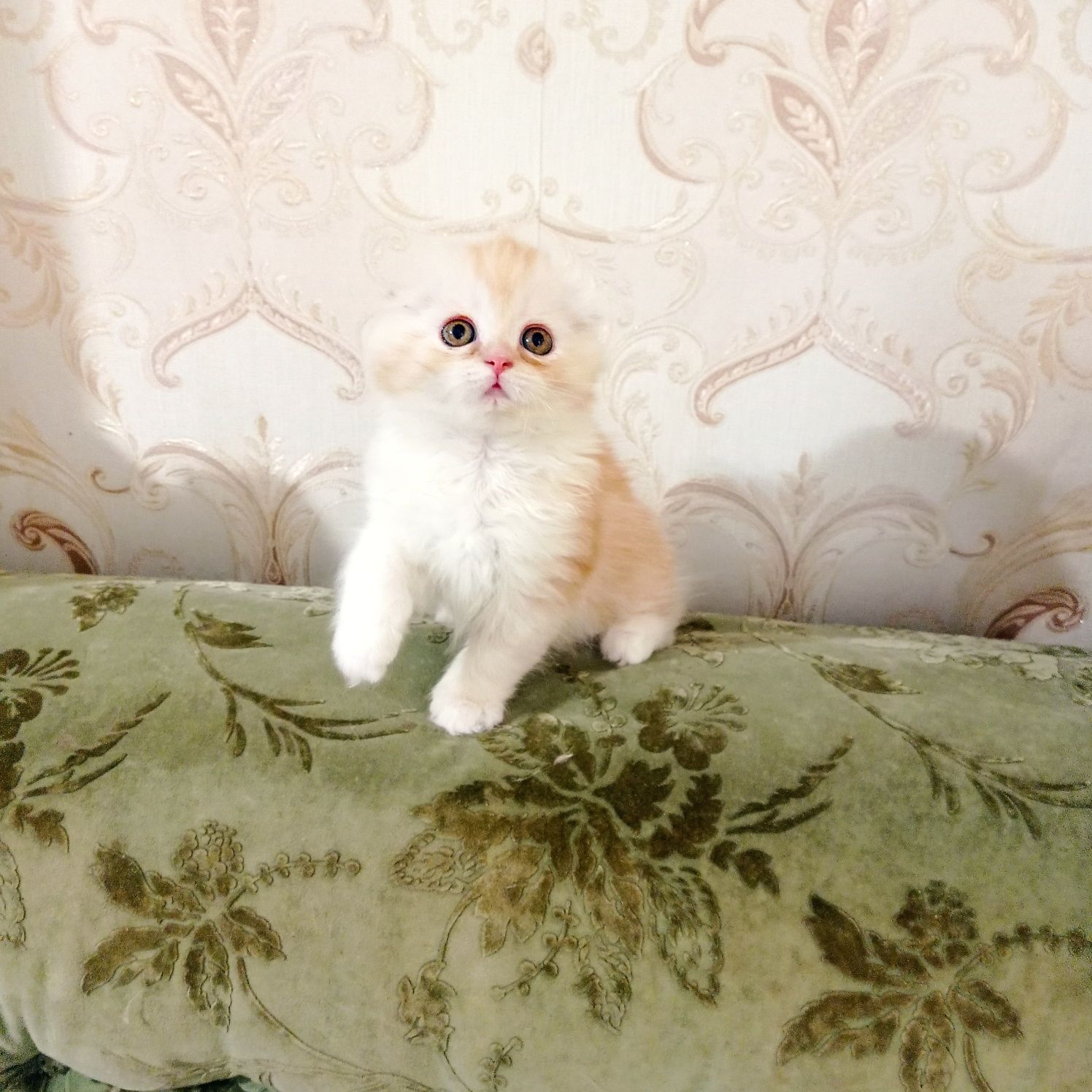 Продается шотландский котик