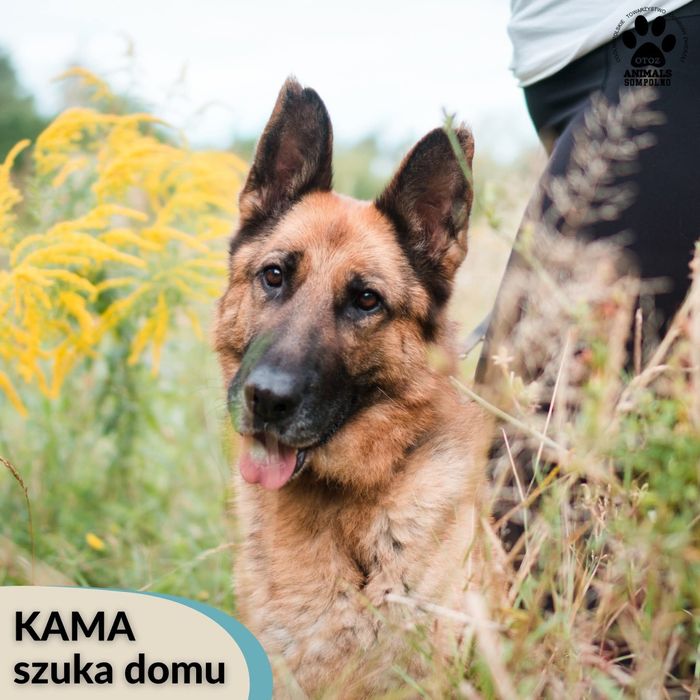 3 letnia Kama do adopcji!