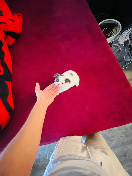 Chihuahua macho pelo longo