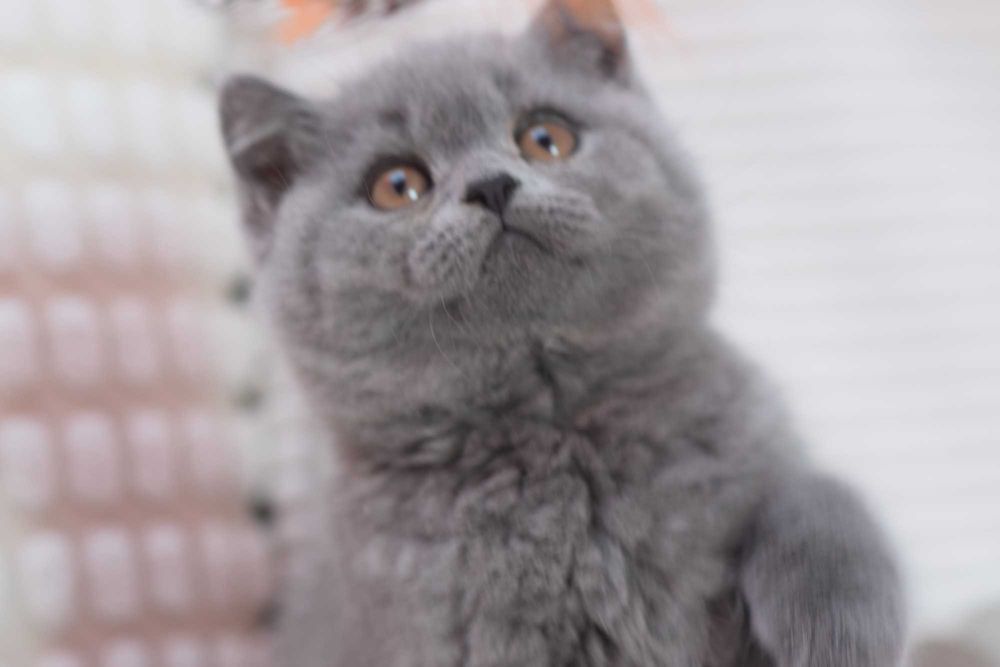 Kot brytyjski z rodowodem