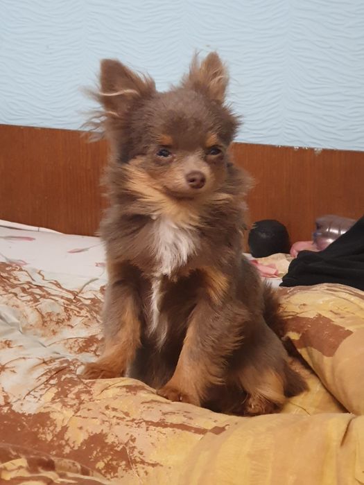 Мальчик чихуахуа длинношерстный