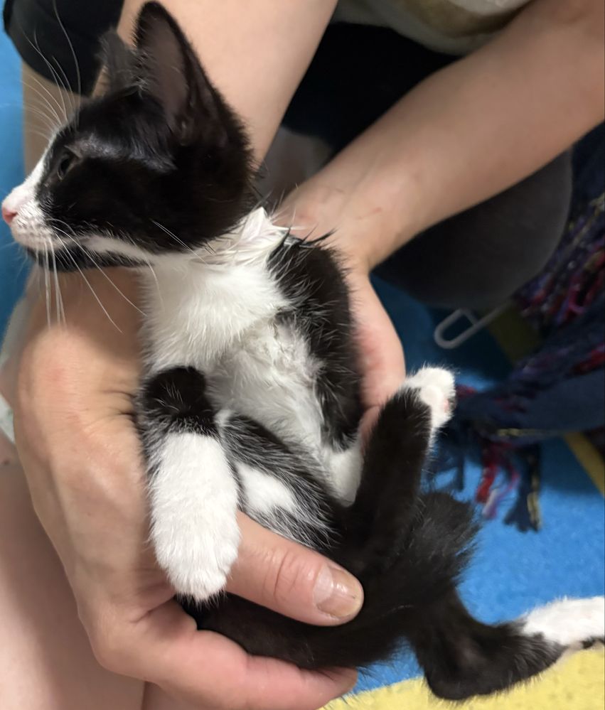 Gatinha de 2 meses para adoção responsável