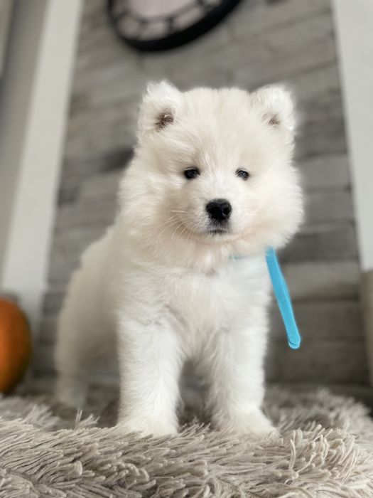 Piesek, samoyed, Związek Kynologiczny w  Polsce.