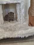Sprzedam kot brytyjski lilowy