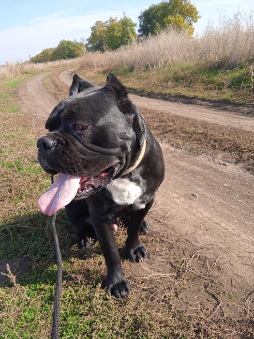 Кобель Кане-корсо вязка