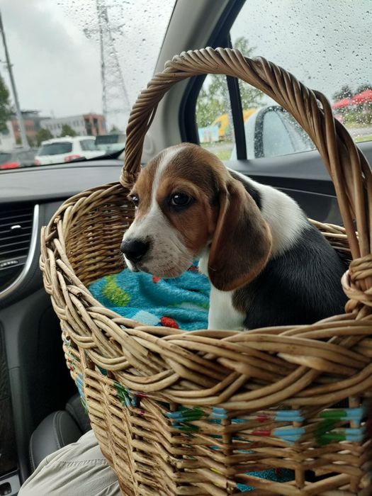 Beagle piesek trikolor
