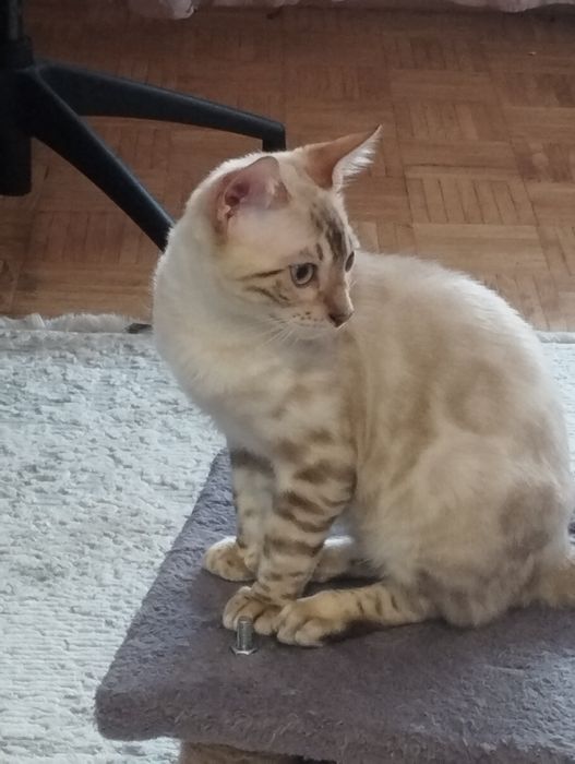 Bengalski kocurek.
