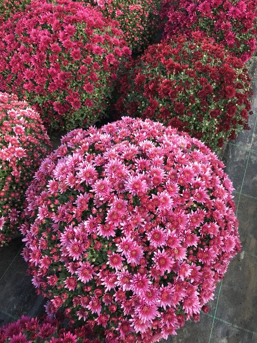 Chryzantemy chryzantemy