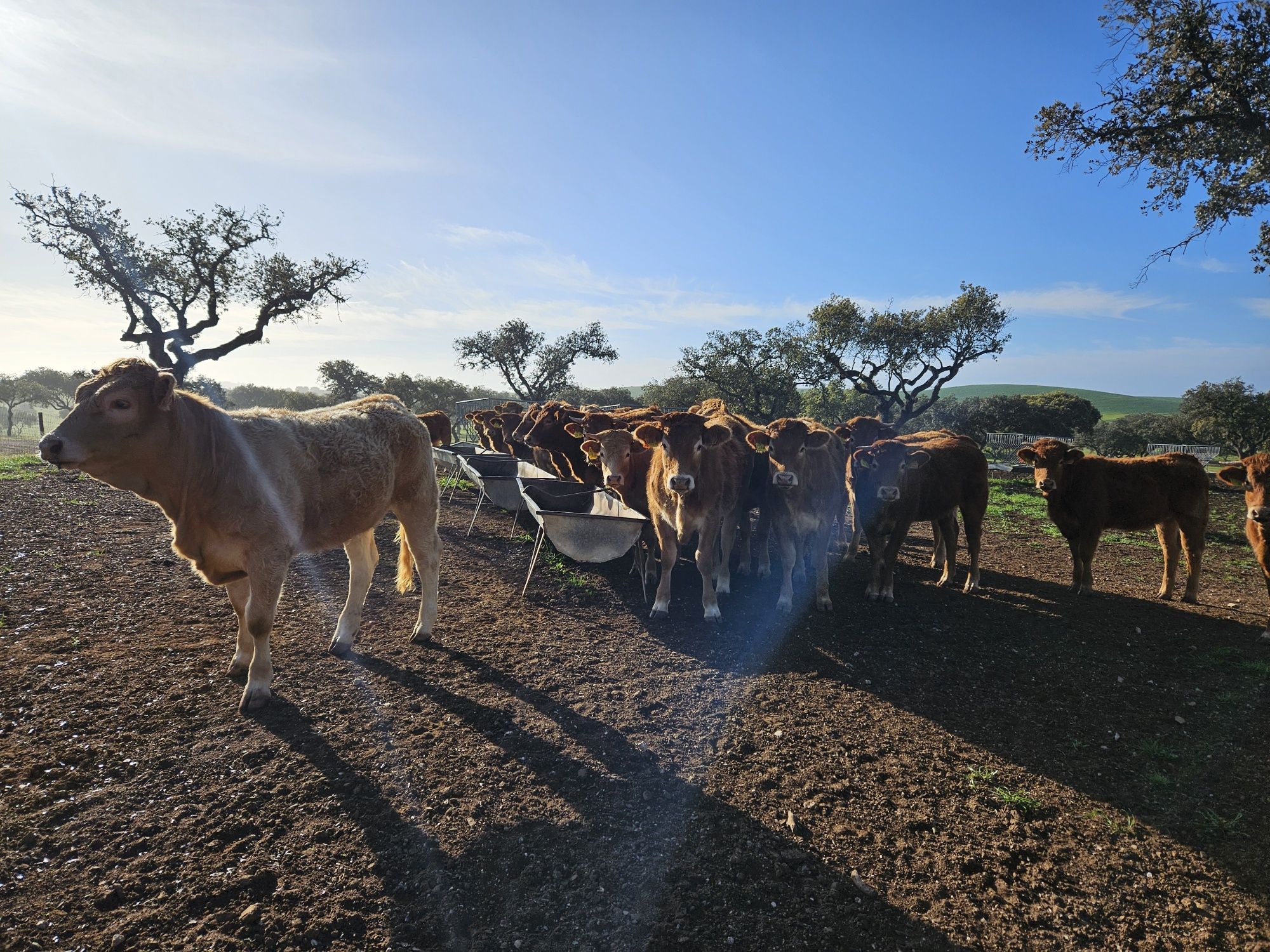 26 Vacas novilhas para venda, em produção biológica cruzado limousine