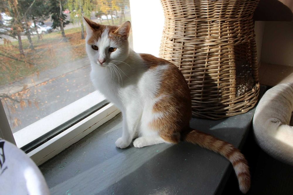 Maki - bursztynowy spokojny kocurek