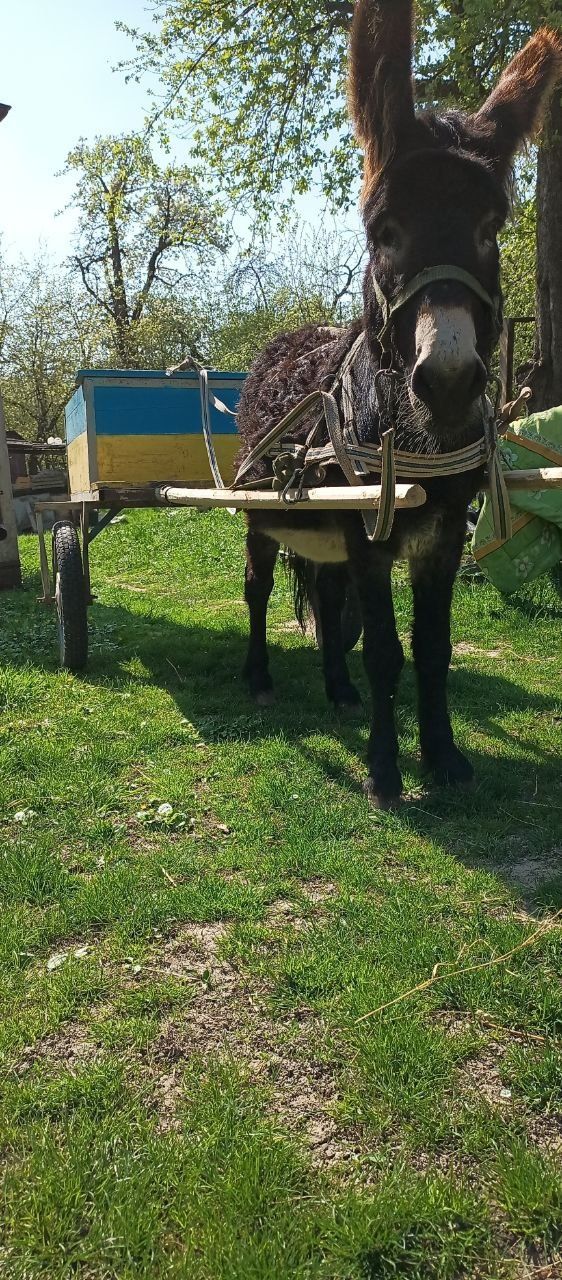 Ослик Поло шукає нового господаря.