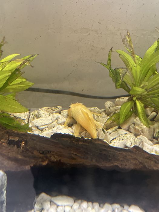 Ryby, Akwarium, Sprzęt, Sprzedam!