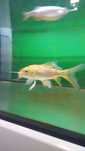 Karp Koi ryba do oczka wodnego w sklep zoologiczny Pawik.pl Strzyżów