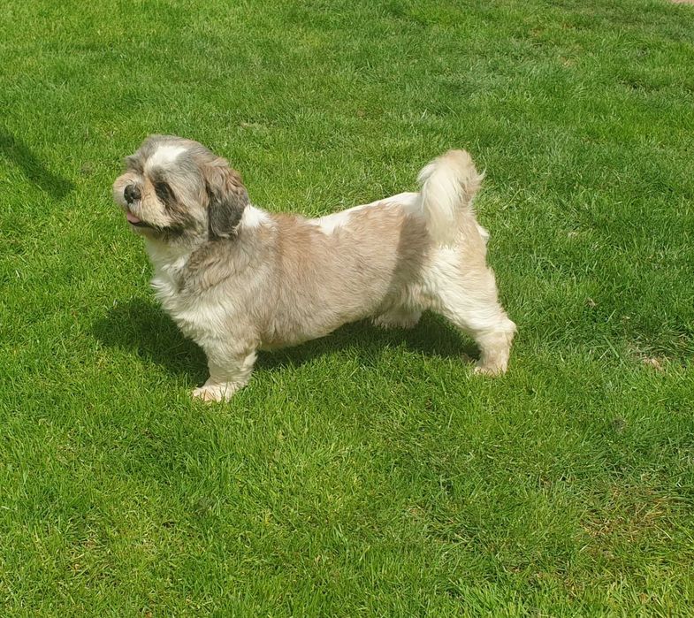 Piesek Shih-Tzu 3-letni z metryką FCI