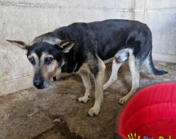 Starszy psiak LUCERYN szuka właściciela/domku!
