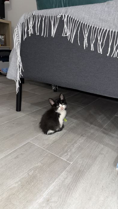 Gatinhos para adoção