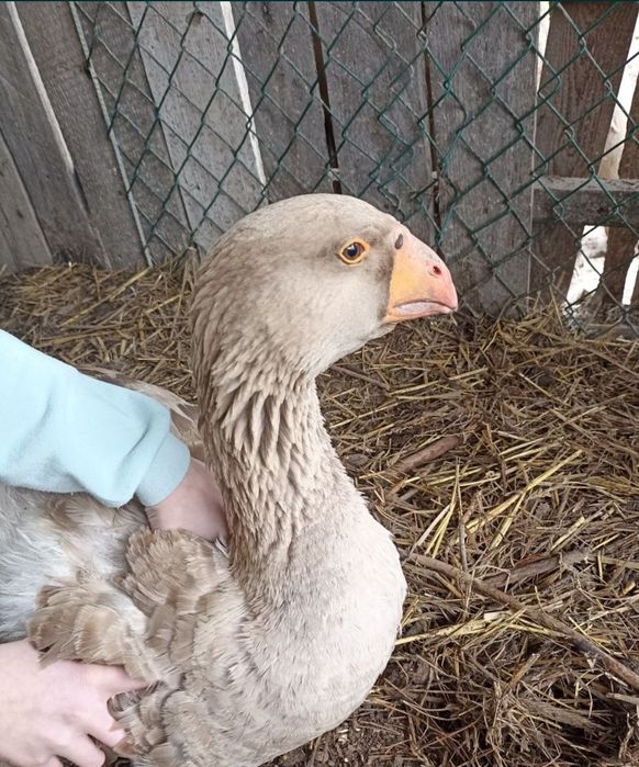 Jaja gęsi rasowych bojowa cholmogor