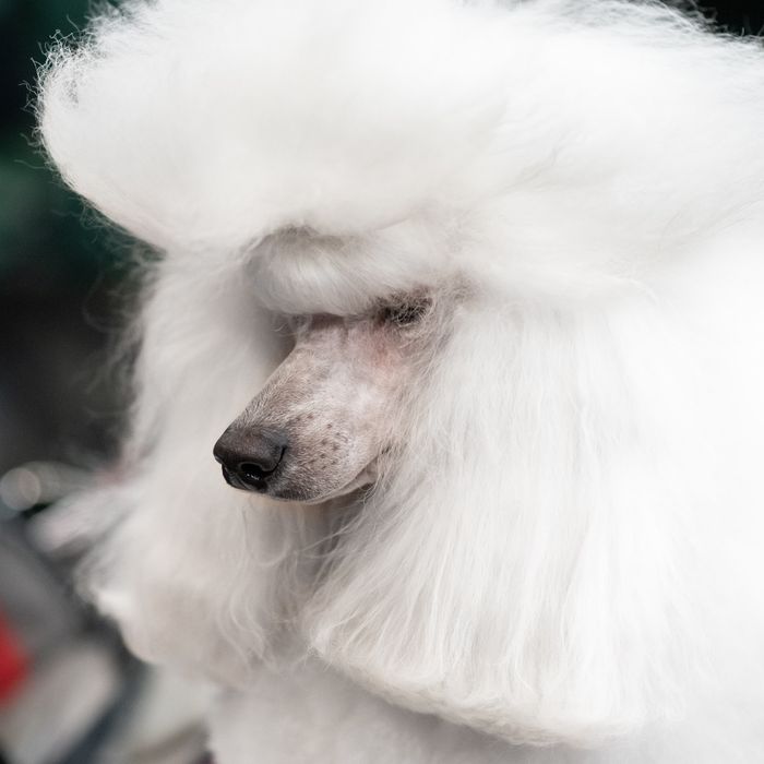 Kurs groomerski 120h - 3 tygodnie, kurs psiego fryzjera KATOWICE