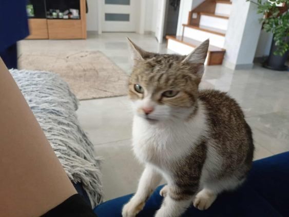 Milutka kotka szuka kochajacego domu.