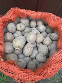 Ziemniaki sadzeniaki VINETA 150kg