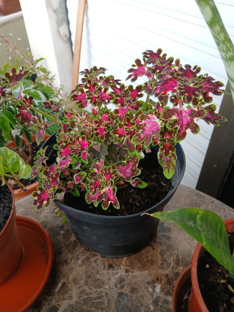 Plantas de interior e exterior
